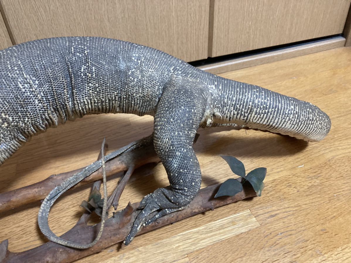 トカゲ オオトカゲ 剥製 はく製 置物 当時物(科学、自然)｜売買された