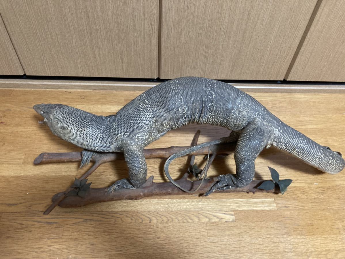 トカゲ オオトカゲ 剥製 はく製 置物 当時物(科学、自然)｜売買された