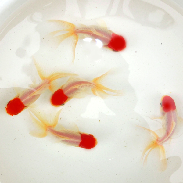 特上５尾セット【蒼い錦魚】鶴頂紅515（日本一大会優勝魚直系の高頭丹頂） 2歳8cm±