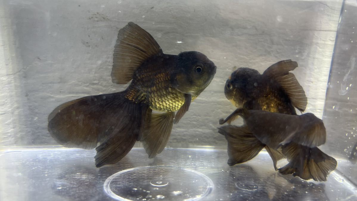 タイ系統オランダローズテール明け2歳 10cm程 2匹