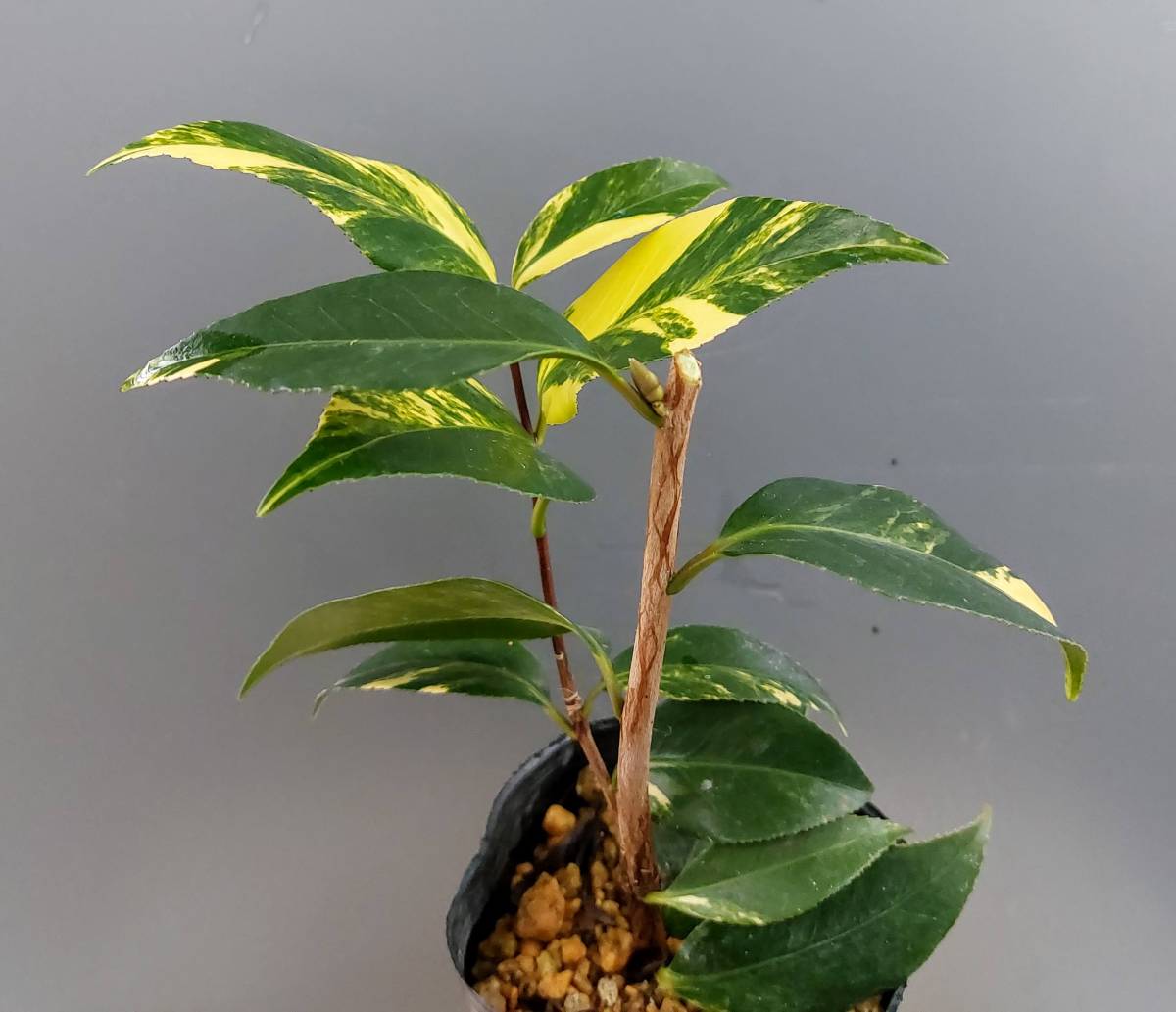 山野草10420 雅*谷様 山野草 礼文アツモリソウ 黄花系 花芽1葉芽