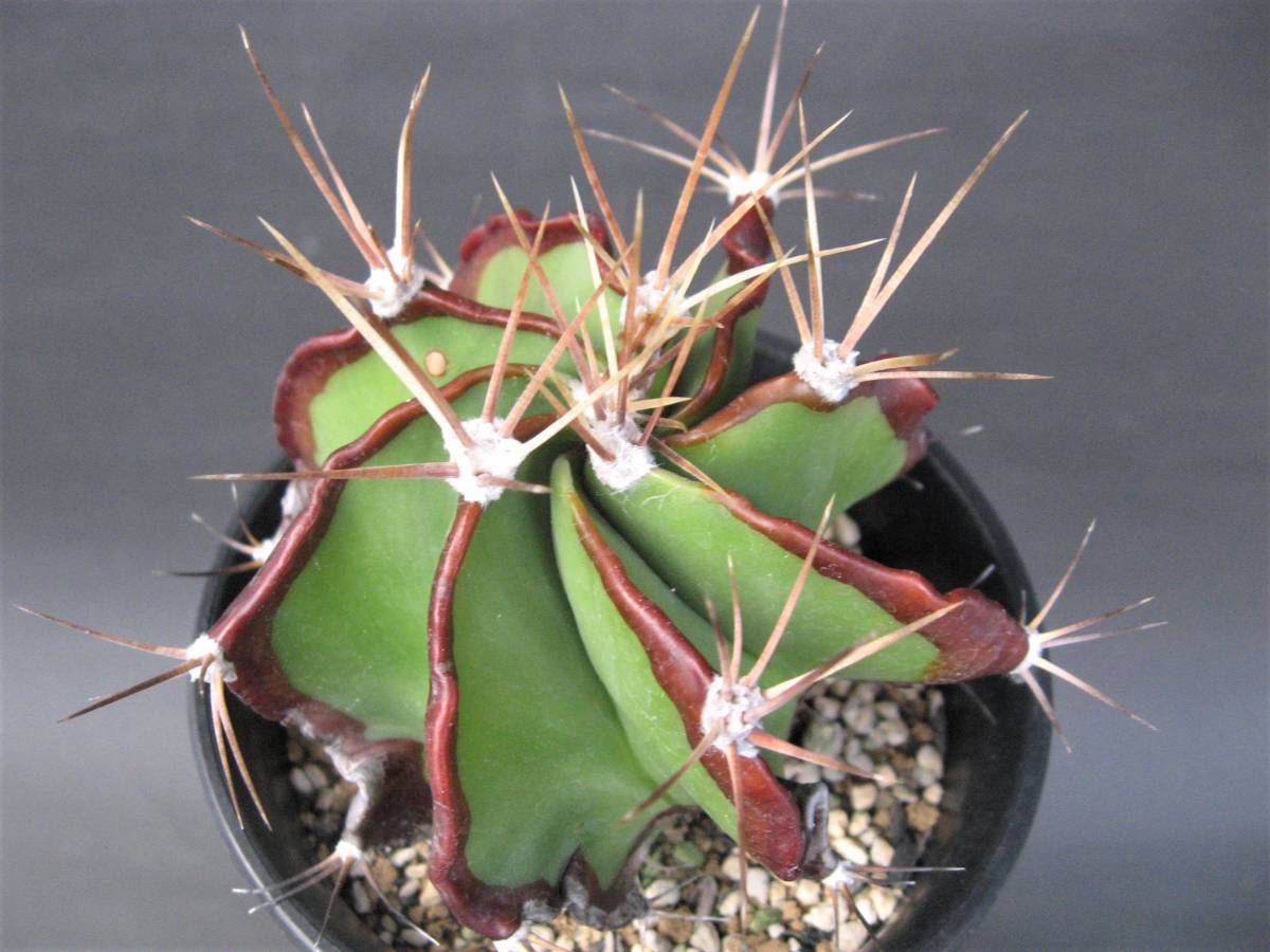 サボテン◆般若◆