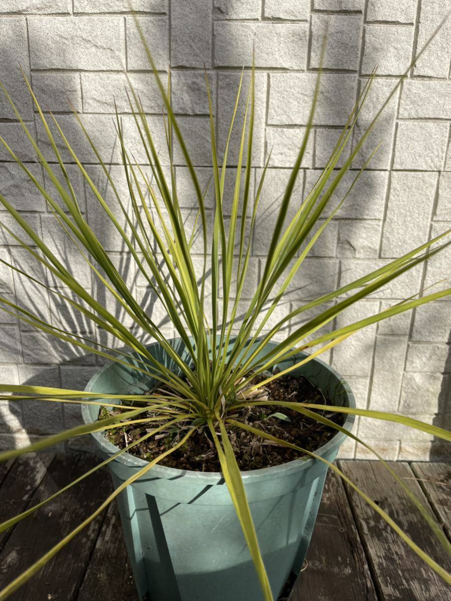 ロストラータ サファイアスカイズ Yucca rostrata “Sapphire Skies” No