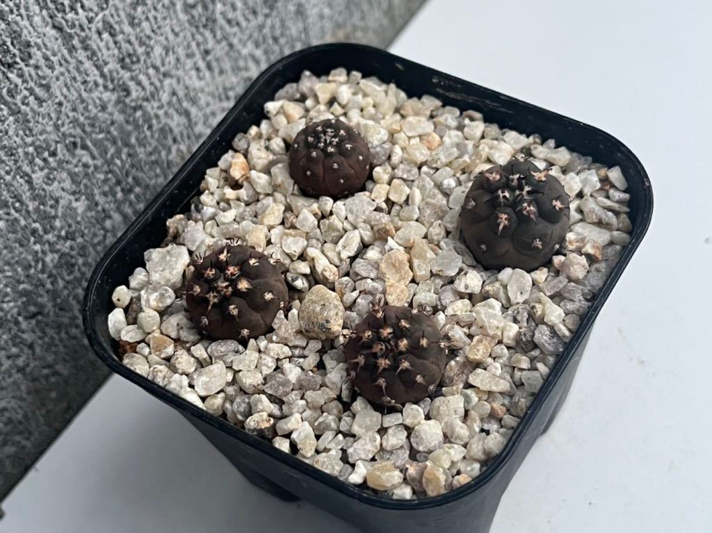 短刺天平丸　ギムノカリキウム　サボテン　実生