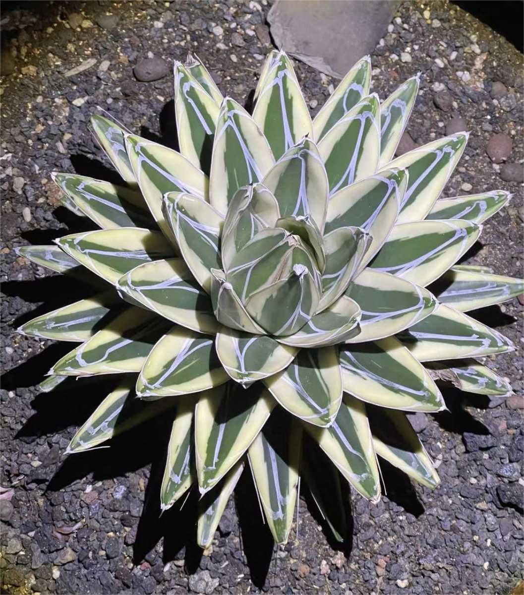 A340 特選 アガベ チタノタ 多肉植物 丸叶氷山 極上5株同梱 A340 特選 F18 【特選】 多肉植物 アガベ 丸叶氷山 調子けっこう良い苗