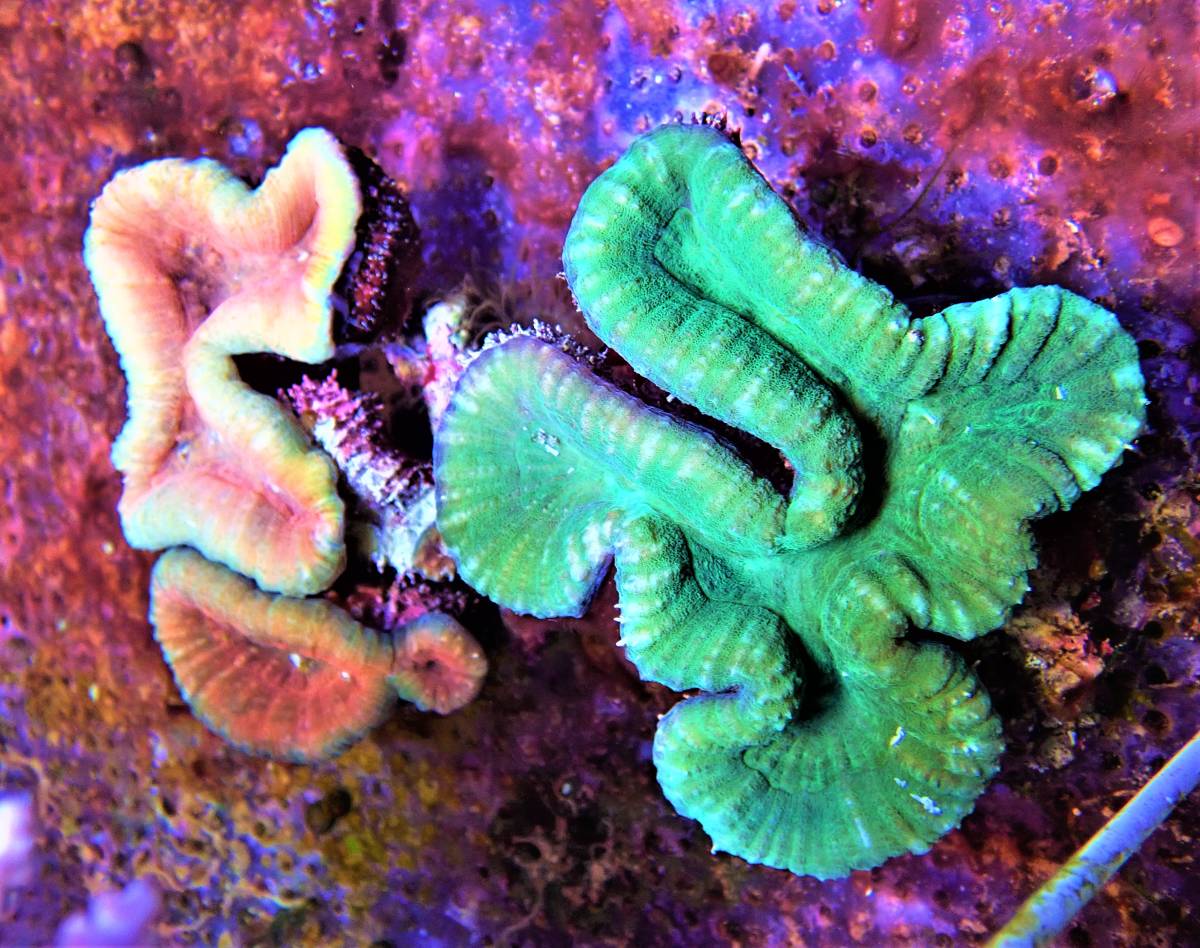 アザミハナガタサンゴ Coral Sea Japan | オーストラリア産 アザミハナガタサンゴ ハナガタ