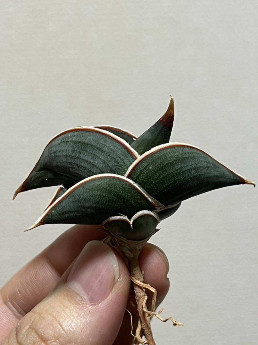 B5 希少　▽Sansevieria rorida Indonesia▽ サンスベリア　ロリダ　サンセベリア ドワーフ【PLANET】多肉植物