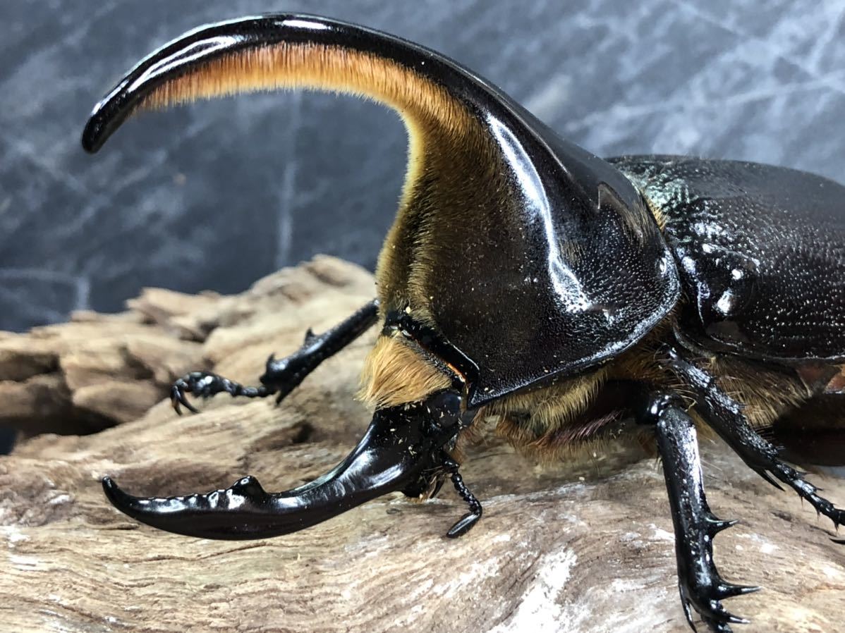 数量限定，豊富な サタンオオカブト ♂ 96.2mm