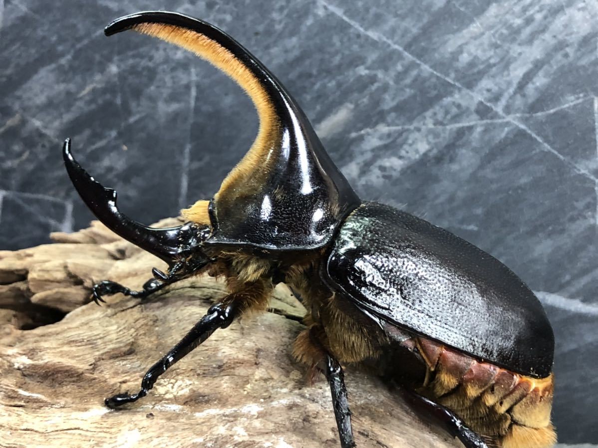 数量限定，豊富な サタンオオカブト ♂ 96.2mm