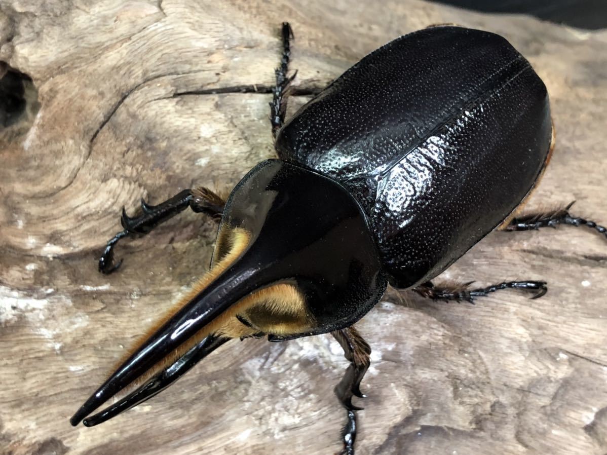 数量限定，豊富な サタンオオカブト ♂ 96.2mm