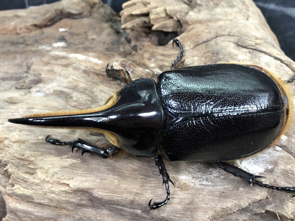 数量限定，豊富な サタンオオカブト ♂ 96.2mm