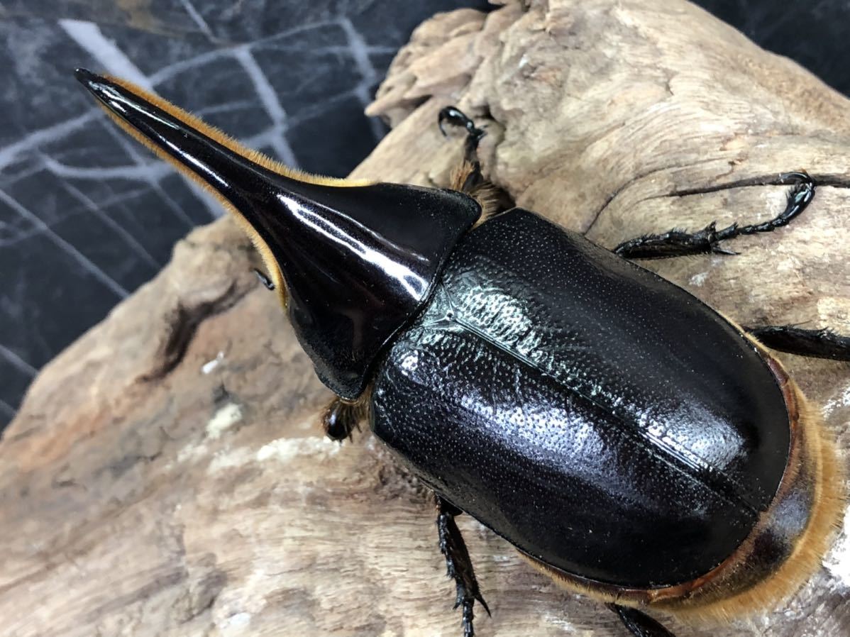 数量限定，豊富な サタンオオカブト ♂ 96.2mm