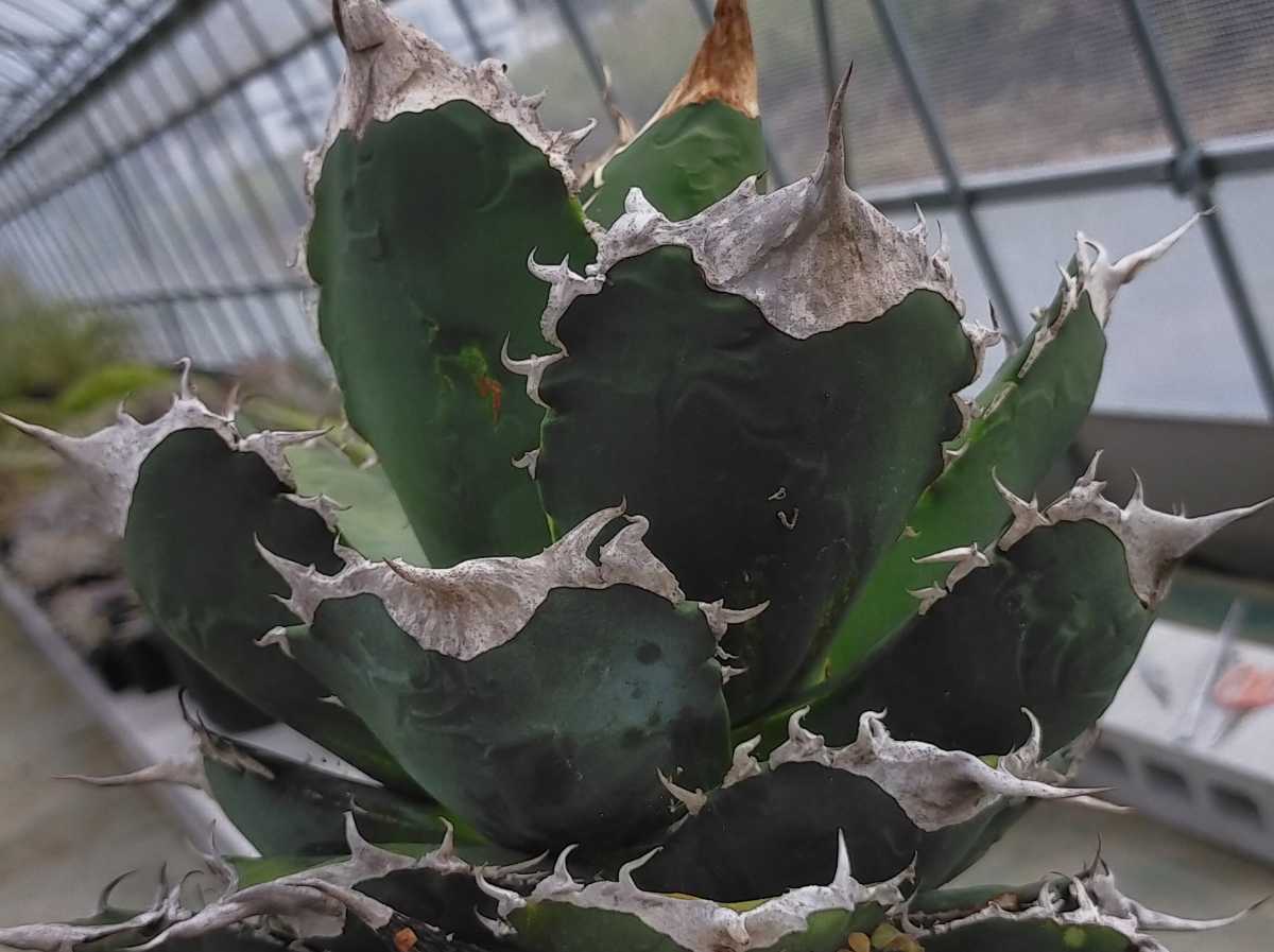 チタノタTNW キズあり 多肉植物 アガベ 発根済み ロウルサンコ アガベ