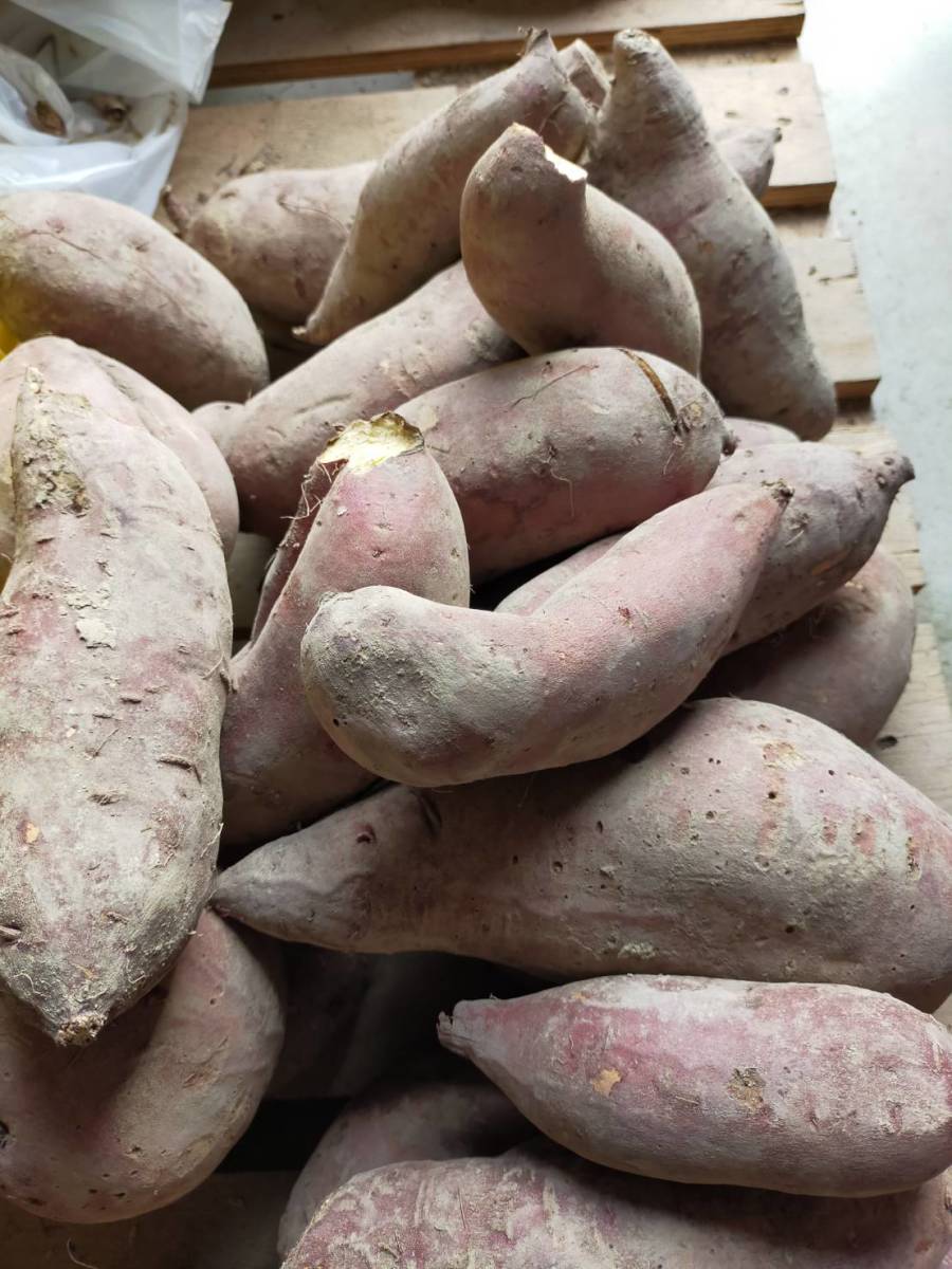 訳あり 香川県産 さつまいも シルクスイート 特大 15kg 無農薬 【公式