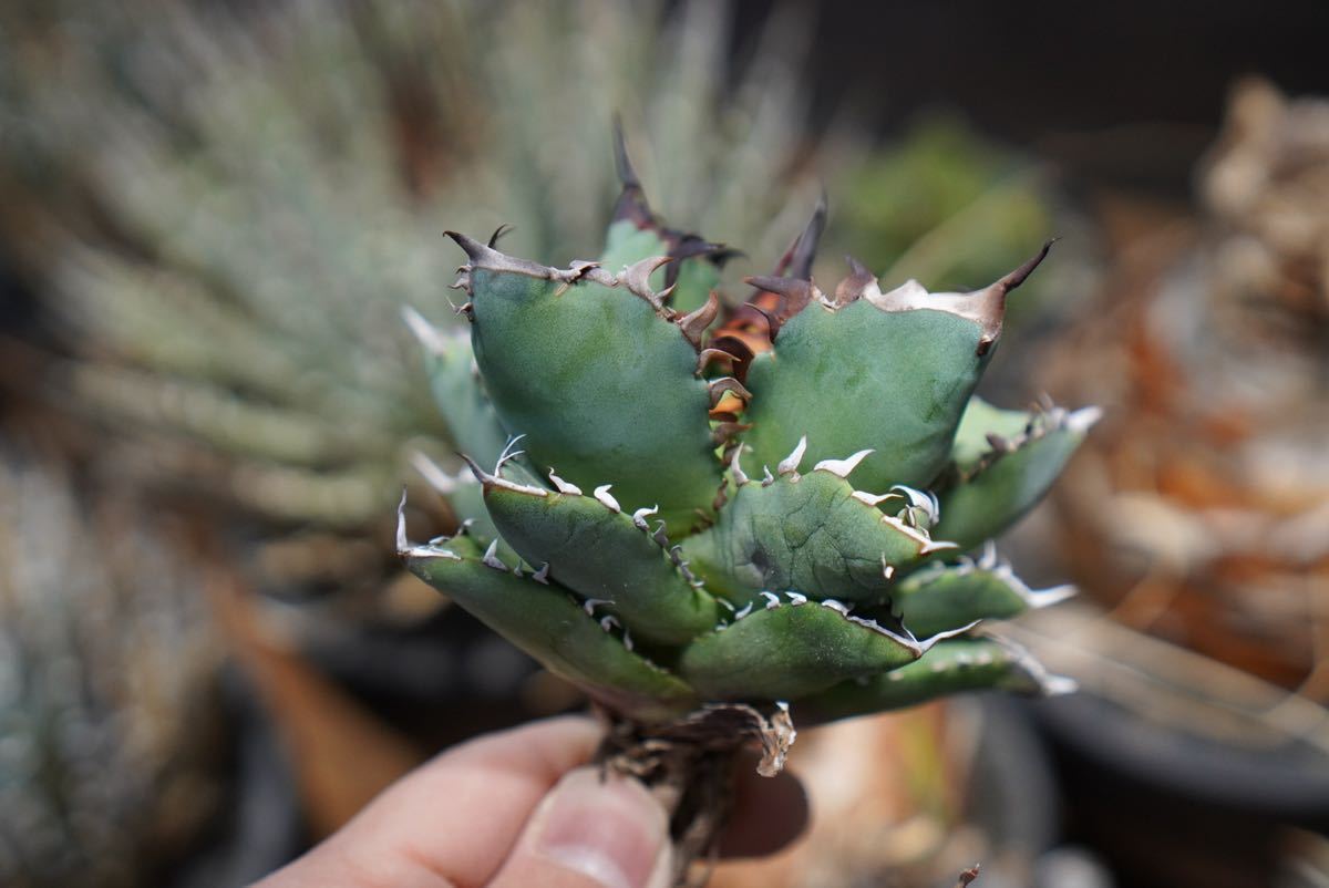 2中 黒鯨 Agave Titanota 強鋸歯 アガベ チタノタ チタノタ