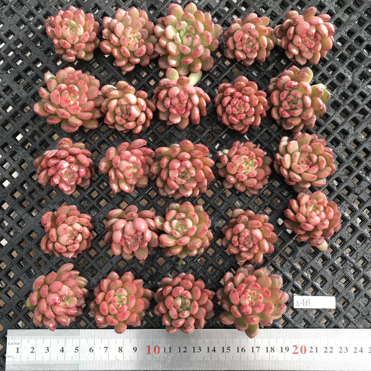 ≧∇≦）多肉植物 ハオルチア 万象錦 4鉢セット 5 【公式通販】