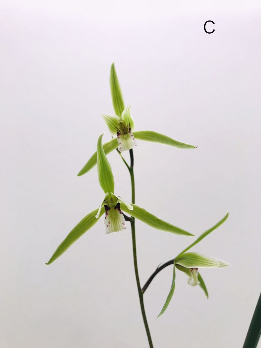 ★英晃園★　蘭　山野草　中国蘭　野生蘭　寒蘭　杭州寒蘭　Ｃ　開花株