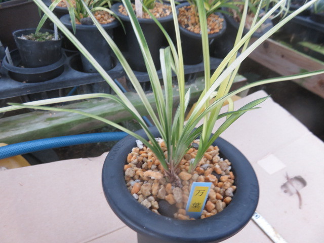 春蘭日本　万葉