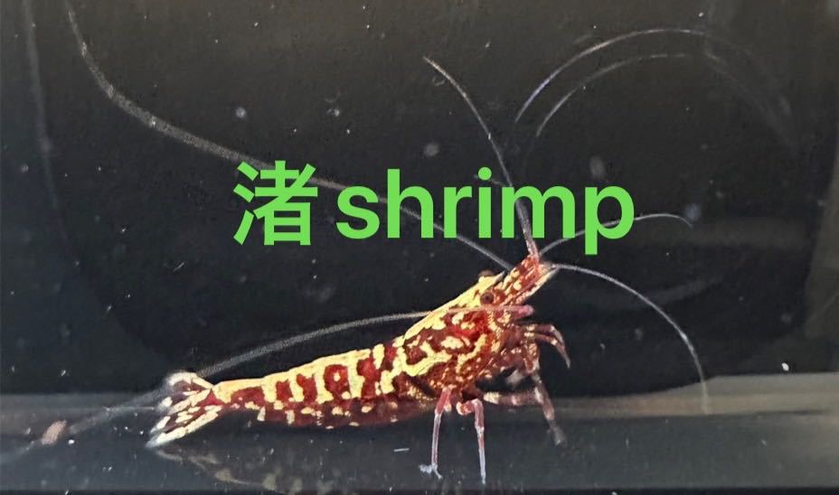 渚shrimp RED GALAXYペア　♀抱卵