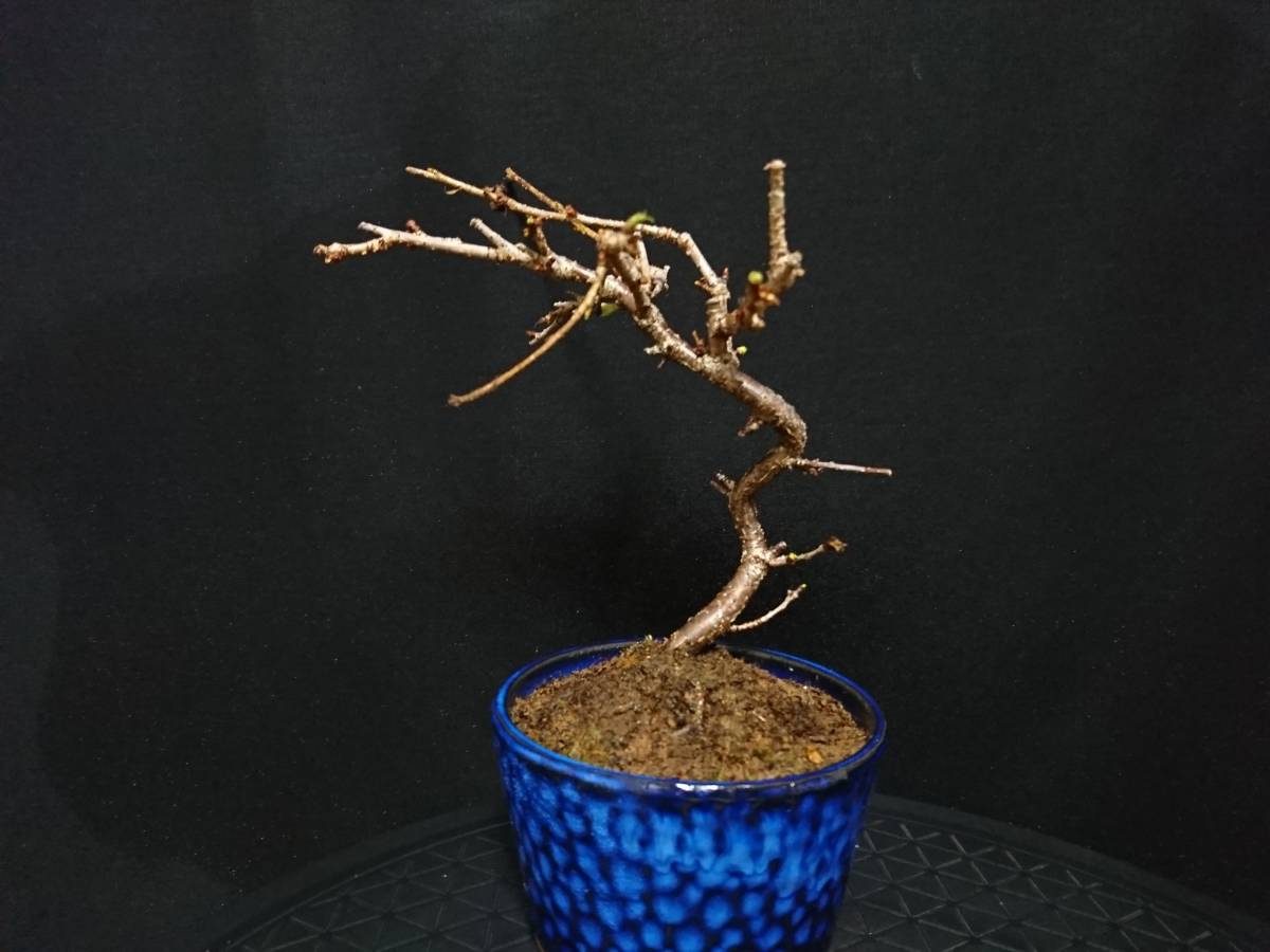 【ビャクシン】信濃寒桜／シナノカンザクラ 樹高１８㎝ 小品盆栽 ミニ盆栽 桜盆栽 優良素材 No５８ー８