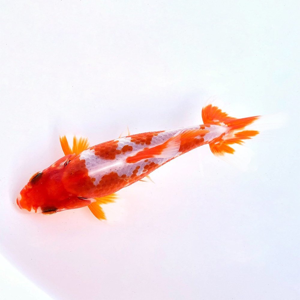 【チャーム】一点物　更紗和金　平賀養魚場産　約９ｃｍ（１匹）　Ｙ５９４７１９