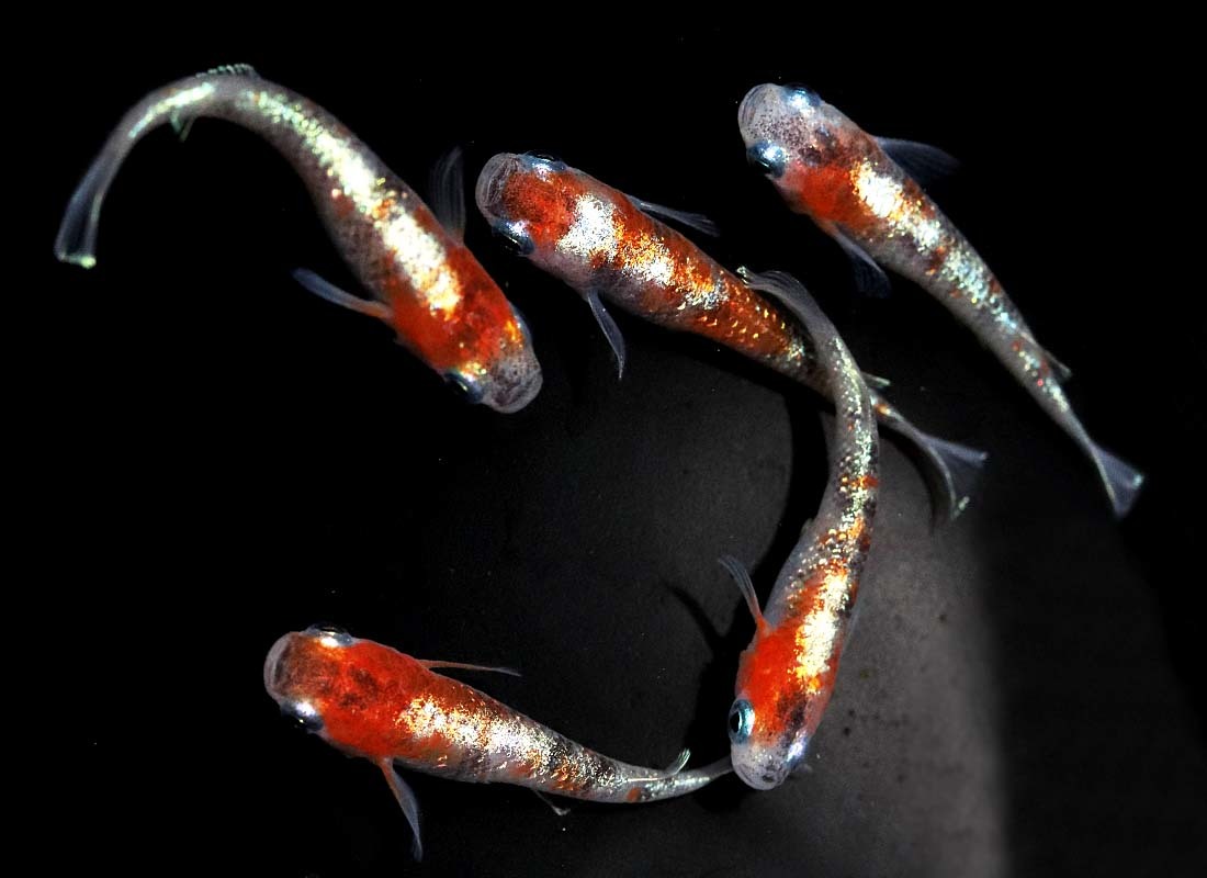 めだか造り屋・三色体外光・稚魚10匹・E-8