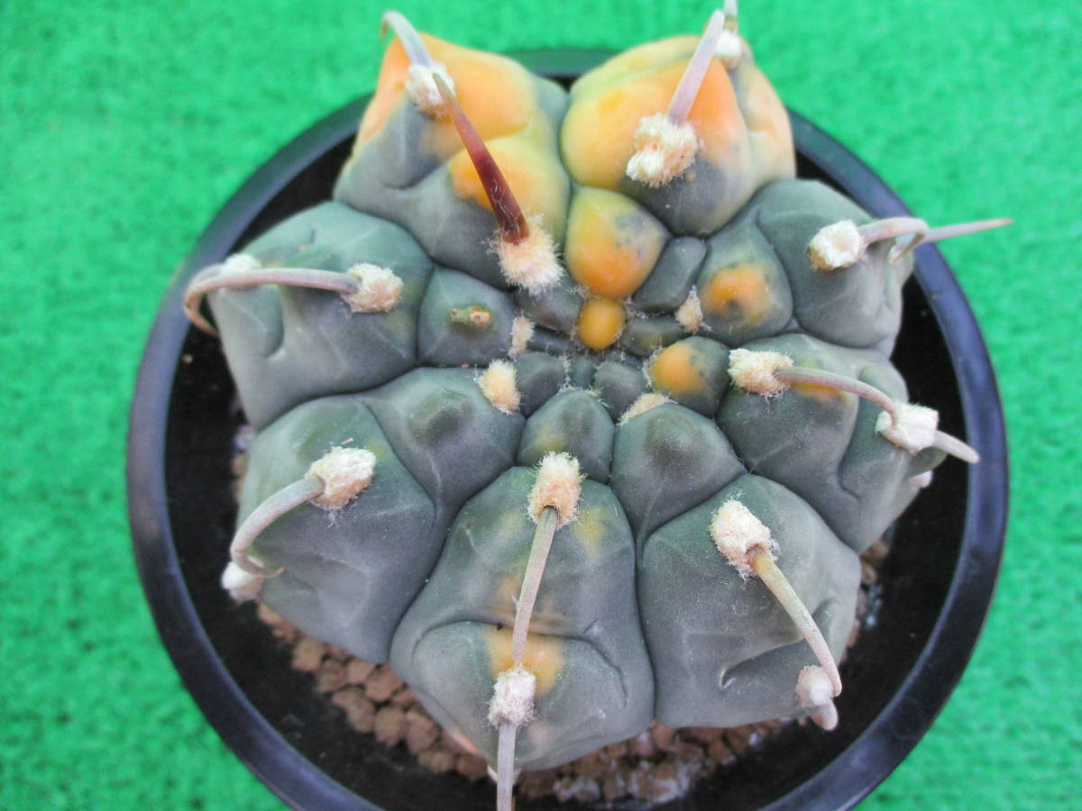 サボテン 一本棘バッテリー錦 実生 W8.5cm 花、園芸 観葉植物 【公式通販】