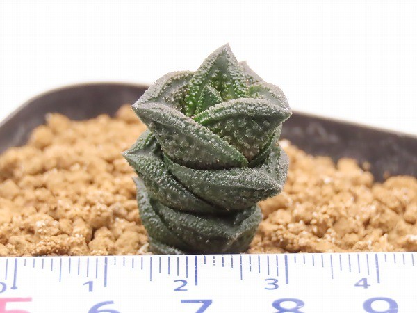 □超小型ダルマニグラ 【多肉植物 Haworthia ハオルチア ハオルシア