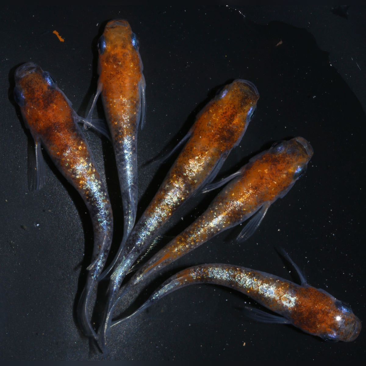 【直めだか沖縄】LU-04 めだか　三色ラメ体外光　鰭光　　2ペア+雌　