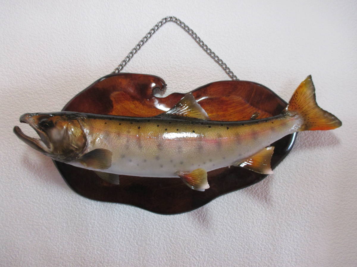 ヤマメのはく製39Cm 山女魚 鮎 剥製 キレイ