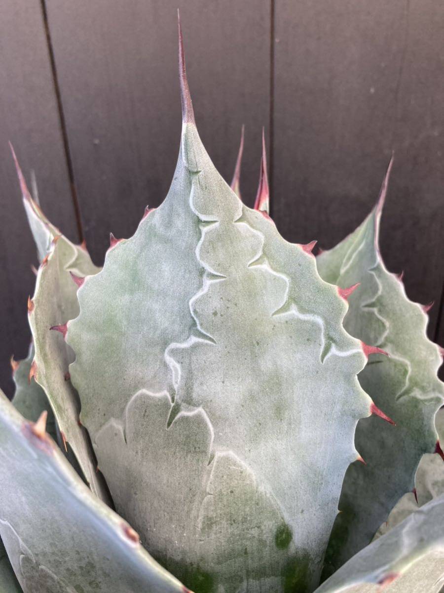 パラサナグローブ アガベ agave parrasana globe 大株 地植え 選抜 美