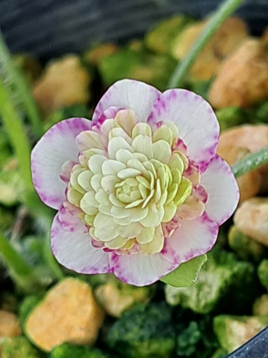 山野草　雪割草　青軸丸弁千重咲　■Ｒ４　０１４■　１芽品