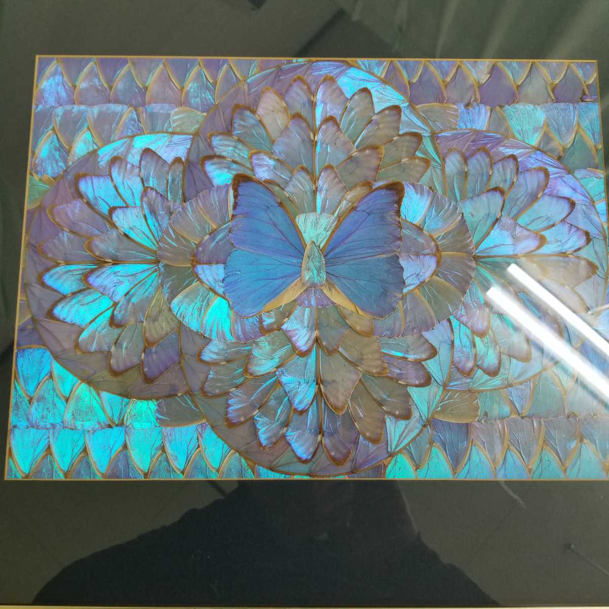 モルフォ蝶の羽で描かれた絵画、標本 【公式通販】