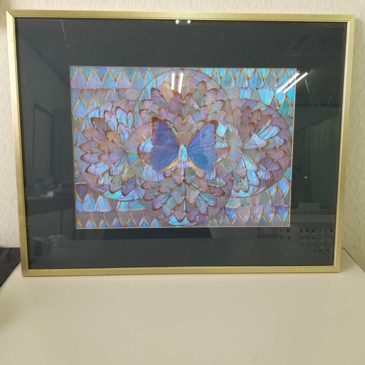 モルフォ蝶 額装 蝶羽細工 羽絵アート 標本 自然科学 インテリア (科学
