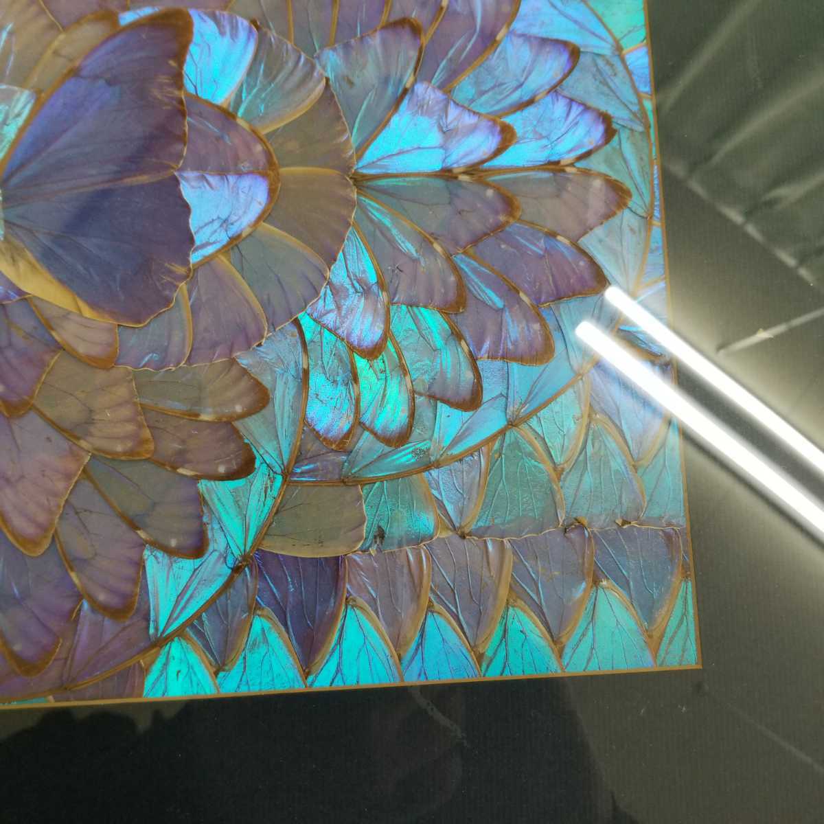 モルフォ蝶 額装 蝶羽細工 羽絵アート 標本 自然科学 インテリア (科学