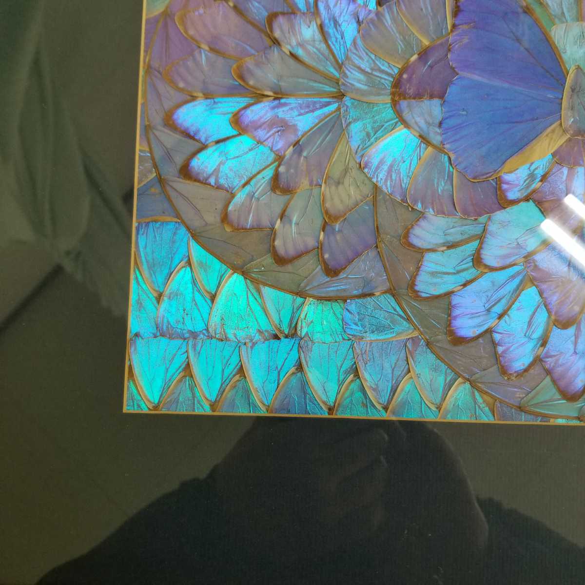 モルフォ蝶 額装 蝶羽細工 羽絵アート 標本 自然科学 インテリア (科学