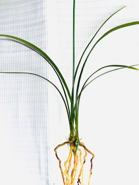 日向寒蘭・一酔・（青花超大輪）・（2条立ち）(ラン)｜売買された