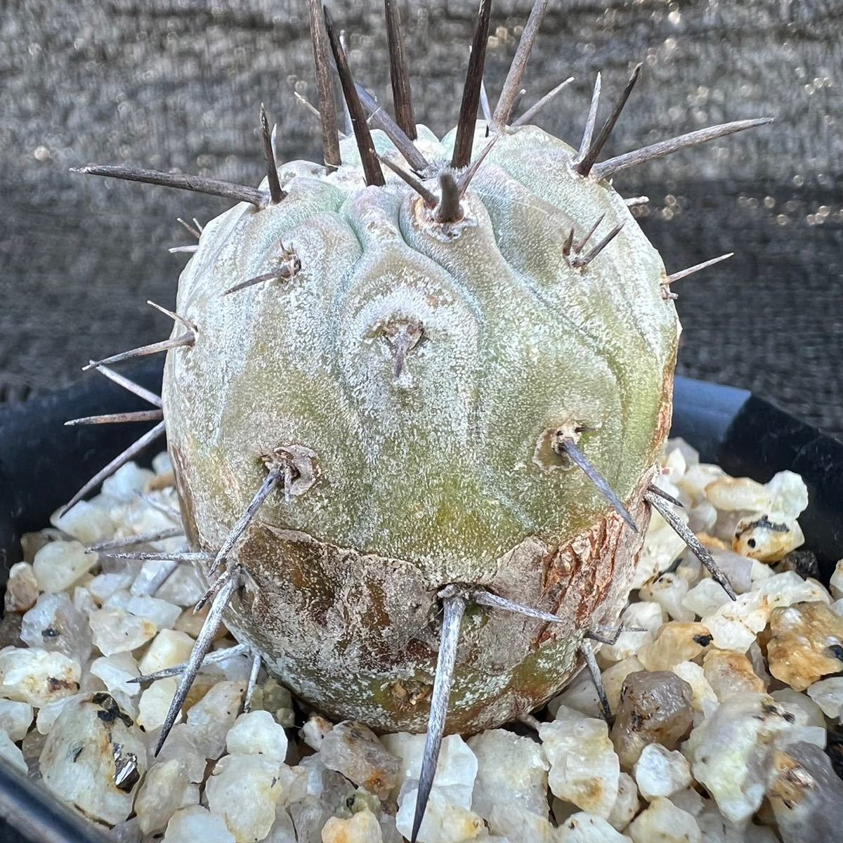 黒王丸現地球カキコ白肌厳選コレクション多陵シネレア特大