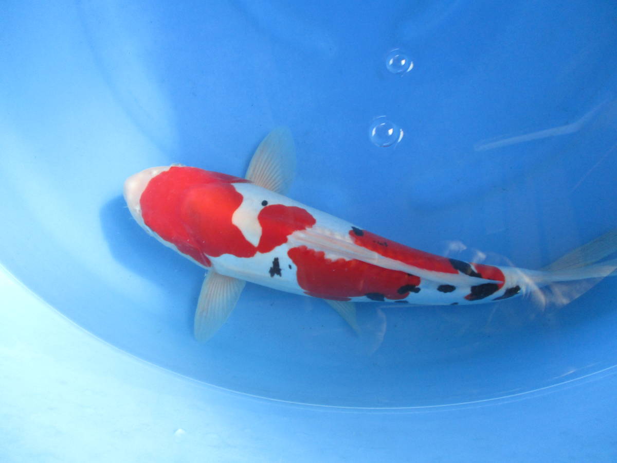 NO.2-691【高橋産】●ドイツ三色38㎝●2才