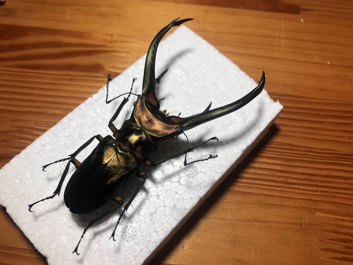 エラフス ホソアカ 標本(虫類)｜売買されたオークション情報、Yahoo