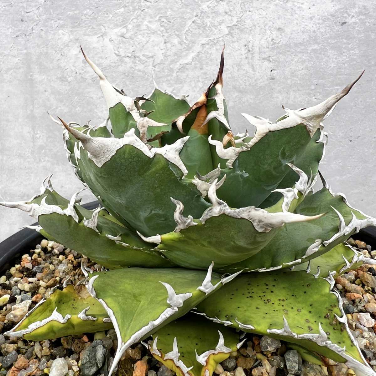 D4 【厳選】 アガベ チタノタ 狂刺夕映老白鯨 狂刺 強白棘 コンパクト包葉形 厳選極美極上株 付子株