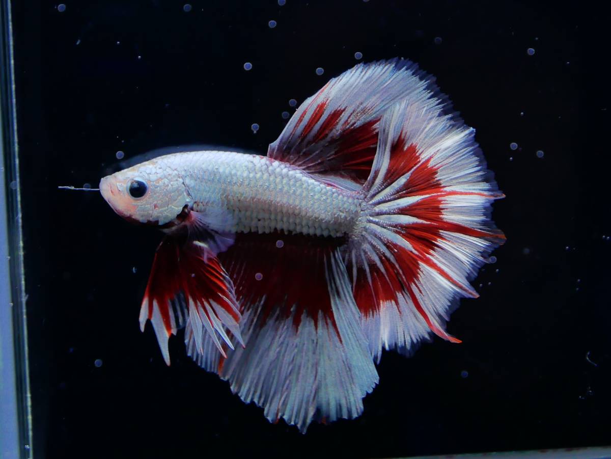 【PoPo Betta】　ベタD9　ローズテール　レッドカッパーバタフライ　♂　タイ直輸入