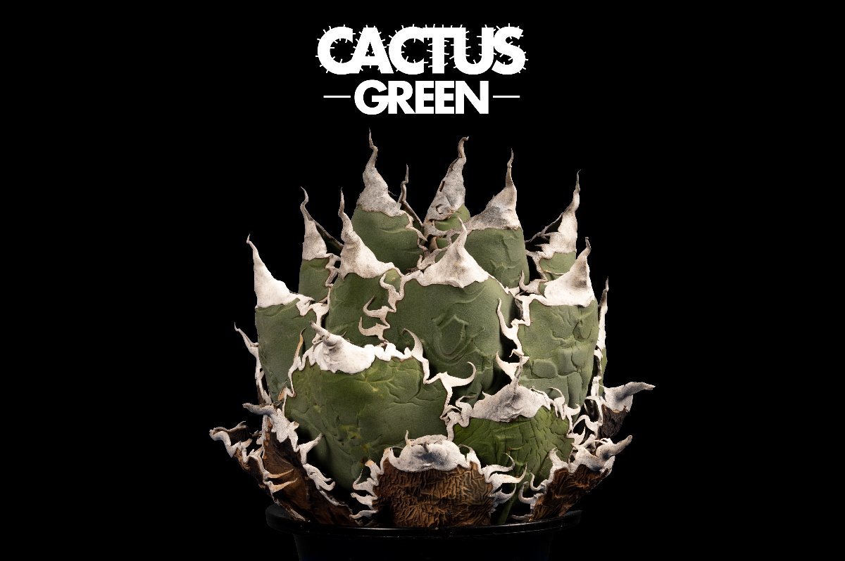 12 Agave super titanota アガベ スーパー チタノタ /CACTUS GREEN