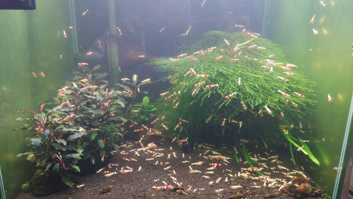 ☆レッドビーシュリンプ 100匹＋10匹B☆