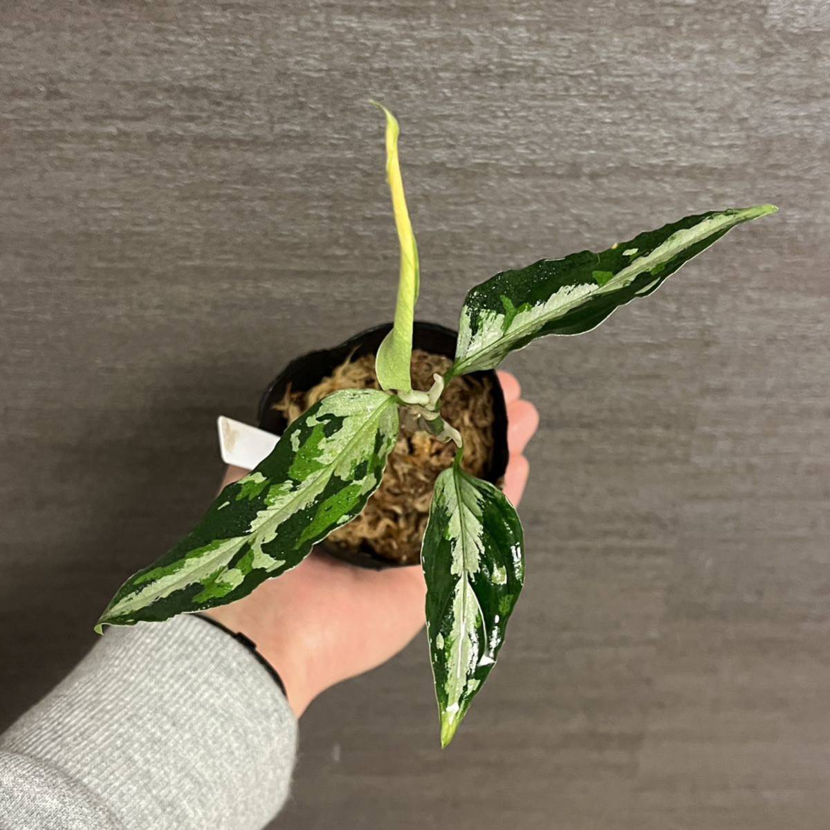 【87】中山PLANTSセレクトワイルド株　アグラオネマ・ピクタム・トリカラー　Aglaonema Pictum 