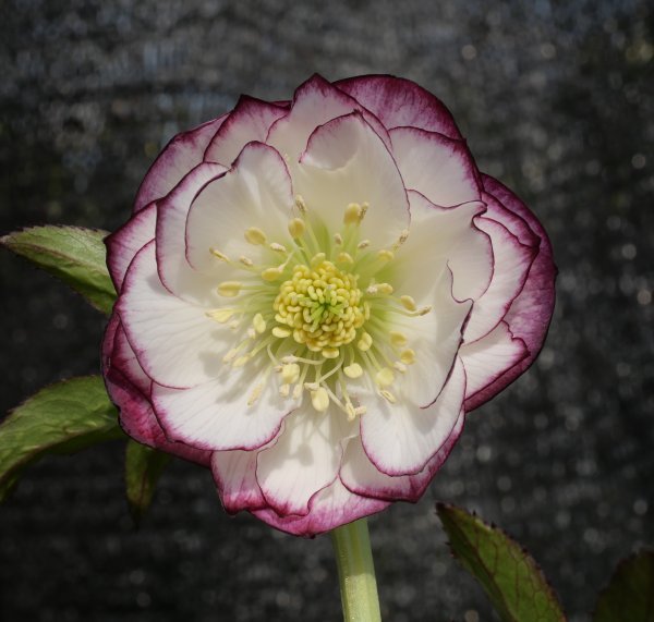 広瀬園芸 クリスマスローズ dd整形レッドブロッチ 開花株 現品 匿名