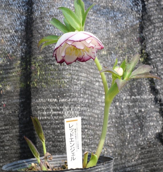 広瀬園芸 クリスマスローズ dd整形レッドブロッチ 開花株 現品 匿名