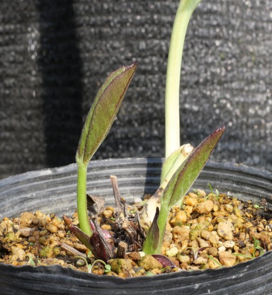 広瀬園芸 クリスマスローズ dd整形レッドブロッチ 開花株 現品 匿名