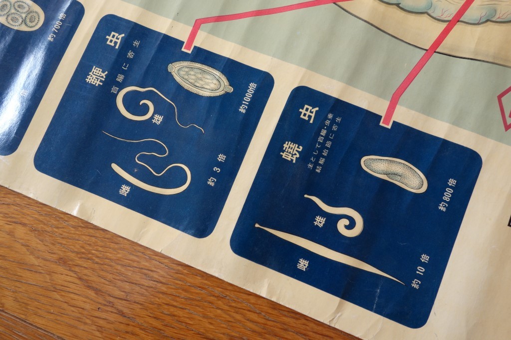 古い薬局薬店ポスター【主な人体寄生虫 新回虫駆除薬ダイアス 