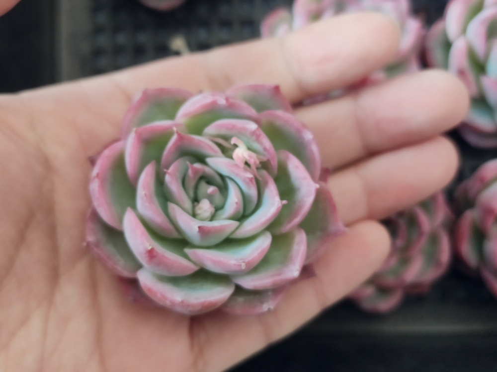 0229-S079シルエット30個 ☆多肉植物　エケベリア　韓国　